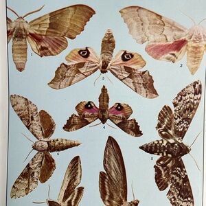 Vintage Moth Butterfly Print